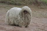 KOMONDOR 116